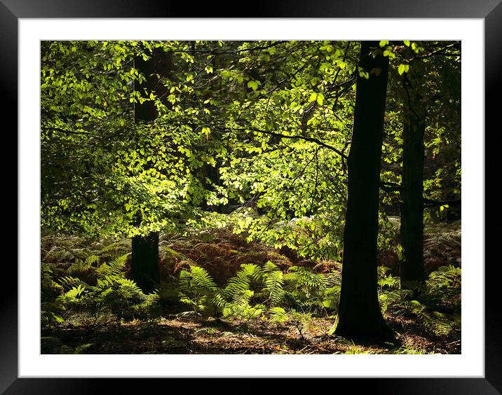 sunlit glade Framed Mounted Print by Simon Johnson