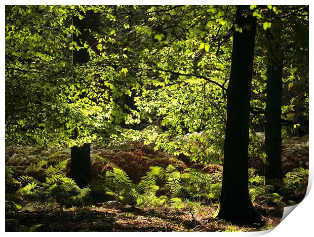 sunlit glade Print by Simon Johnson