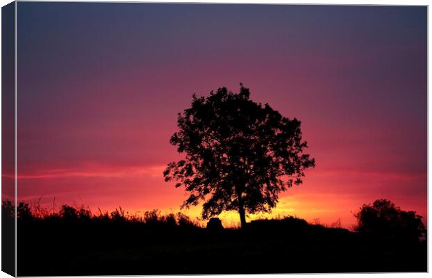 sunrise tree Canvas Print by Simon Johnson