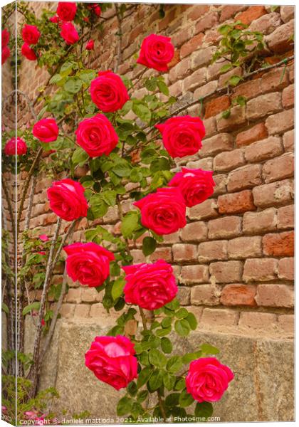  a roses climb on a brick wall Canvas Print by daniele mattioda