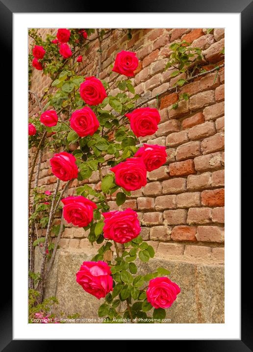  a roses climb on a brick wall Framed Mounted Print by daniele mattioda