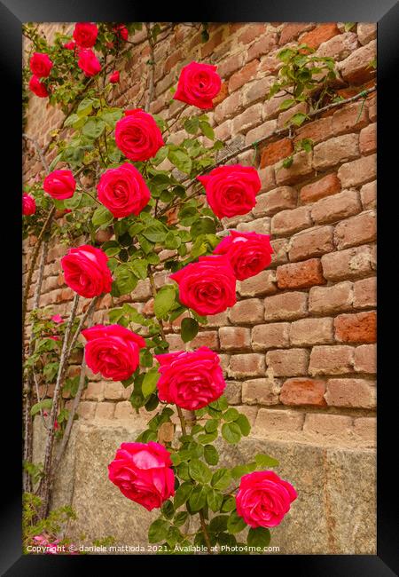 a roses climb on a brick wall Framed Print by daniele mattioda