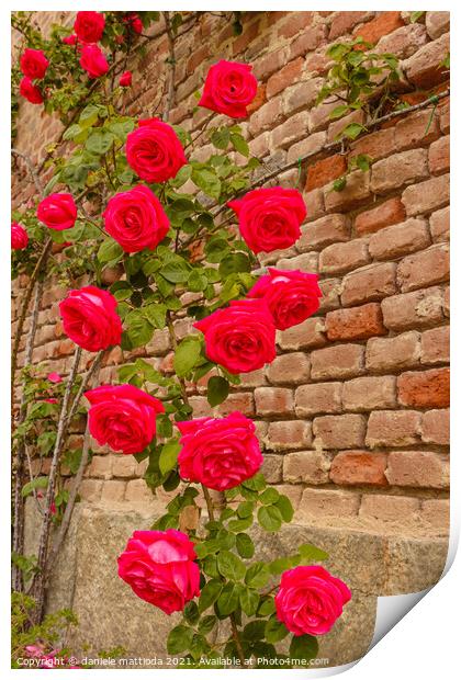  a roses climb on a brick wall Print by daniele mattioda