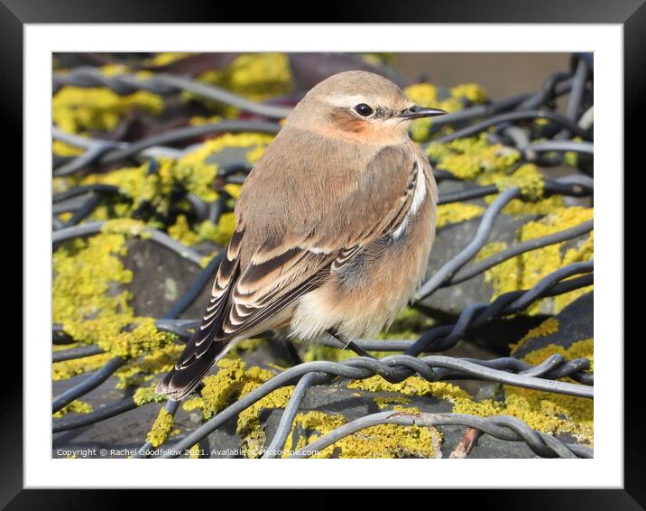 Animal bird Framed Mounted Print by Rachel Goodfellow