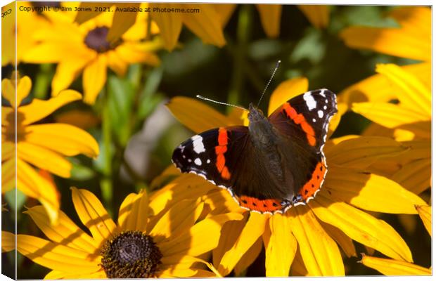  Red Admiral; Yellow Flower Canvas Print by Jim Jones