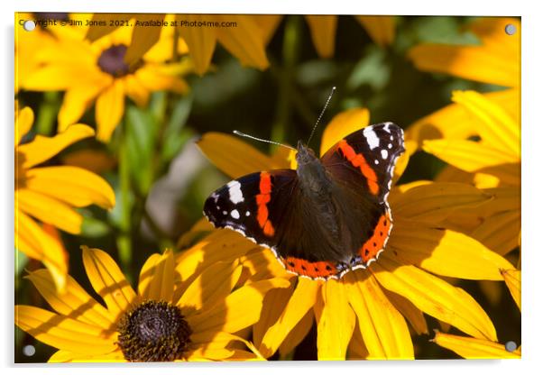  Red Admiral; Yellow Flower Acrylic by Jim Jones