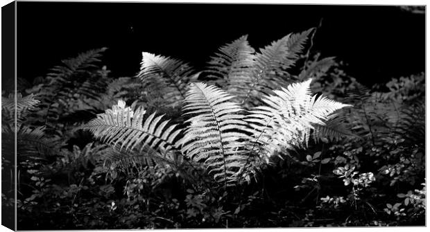 sunlit ferns Canvas Print by Simon Johnson