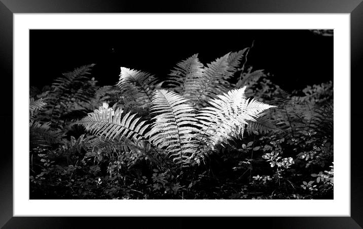 sunlit ferns Framed Mounted Print by Simon Johnson
