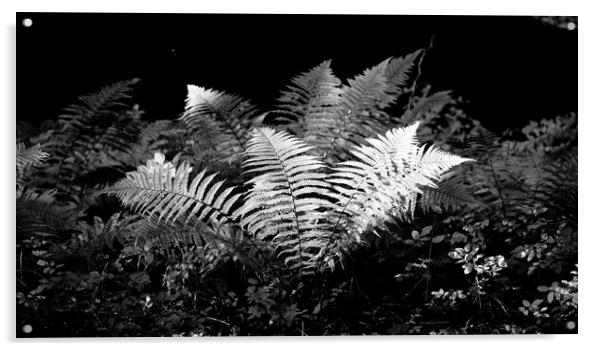 sunlit ferns Acrylic by Simon Johnson