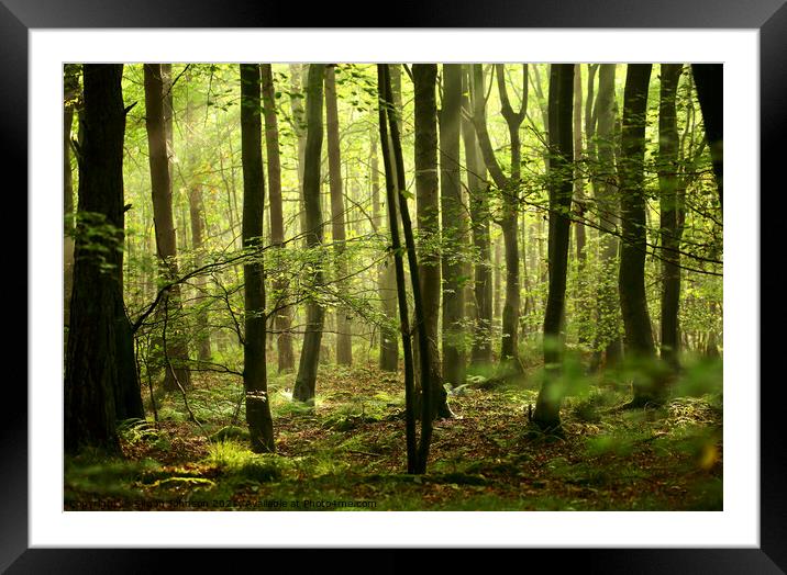 Sunlit woodland Framed Mounted Print by Simon Johnson