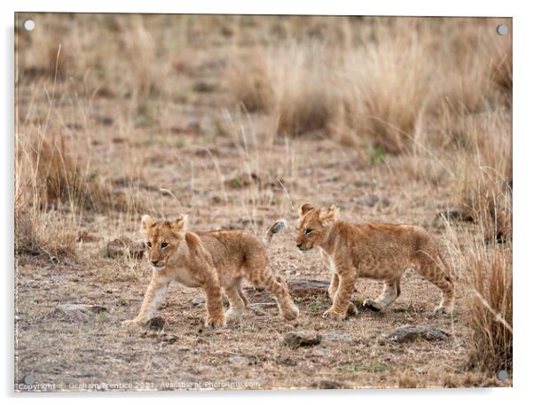 Lion Cubs Acrylic by Graham Prentice