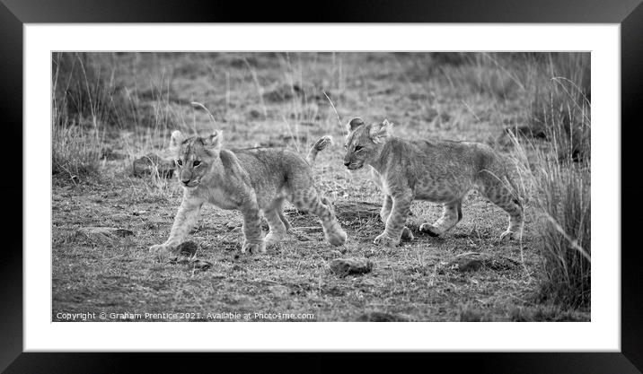 Lion Cubs (monochrome) Framed Mounted Print by Graham Prentice