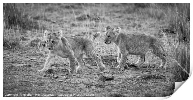 Lion Cubs (monochrome) Print by Graham Prentice