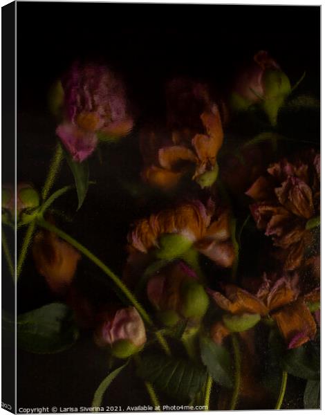 A close up of a flower Canvas Print by Larisa Siverina