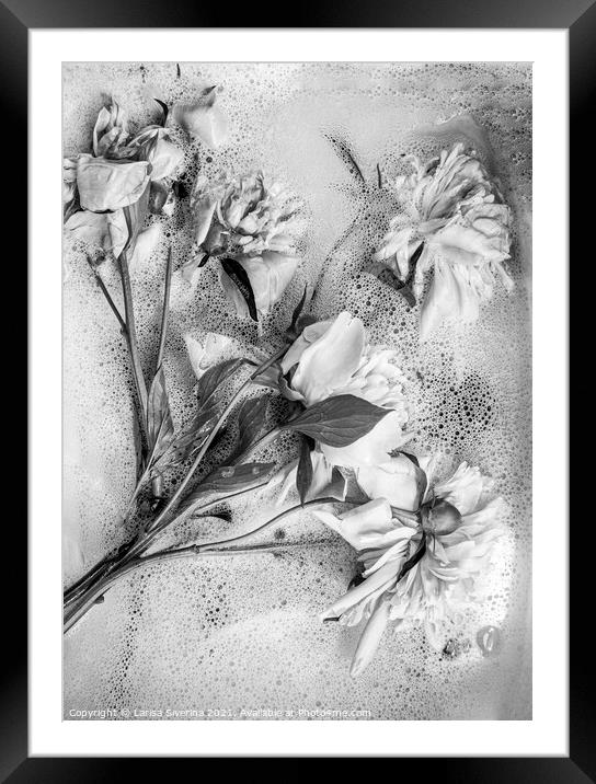 White peonies Framed Mounted Print by Larisa Siverina