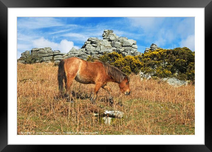 Dartmoor Pony  Framed Mounted Print by Diana Mower