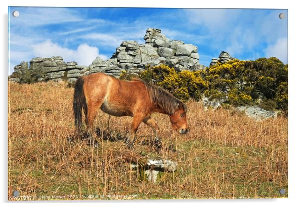 Dartmoor Pony  Acrylic by Diana Mower