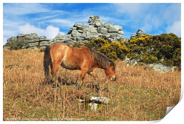 Dartmoor Pony  Print by Diana Mower