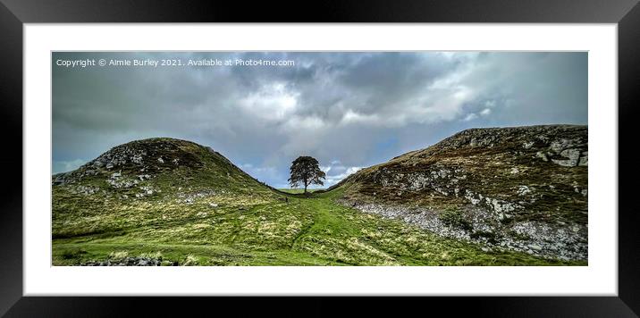 Panoramic sycamore gap Framed Mounted Print by Aimie Burley