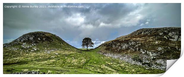 Panoramic sycamore gap Print by Aimie Burley
