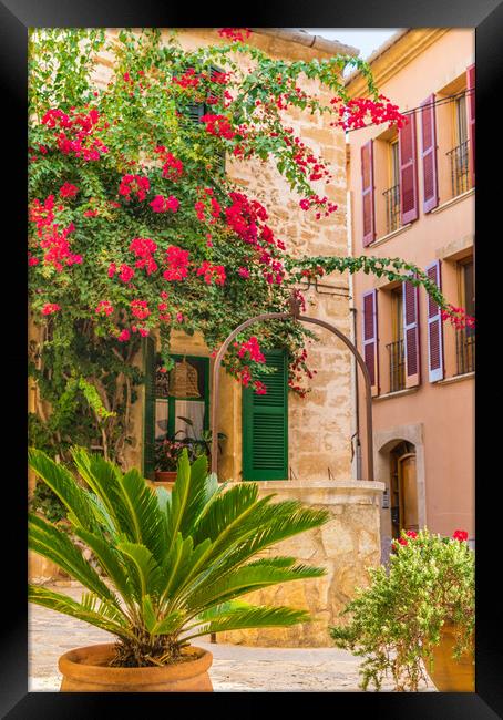 bougainvillea alcudia Framed Print by Alex Winter