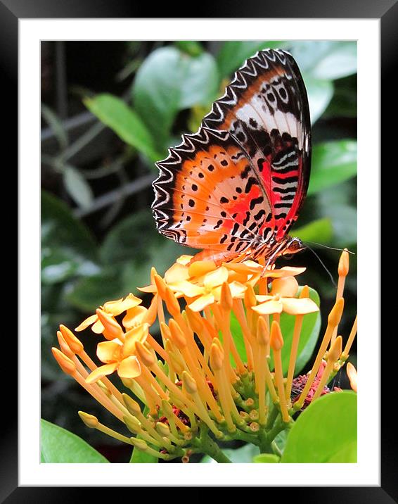 Butterfly on a Blossom Framed Mounted Print by Mark Sellers