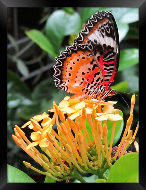 Butterfly on a Blossom Framed Print by Mark Sellers