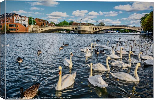 Swans by Caversham Bridge in Reading Canvas Print by Ian Lewis