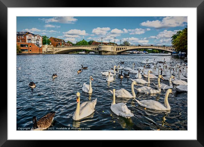 Swans by Caversham Bridge in Reading Framed Mounted Print by Ian Lewis