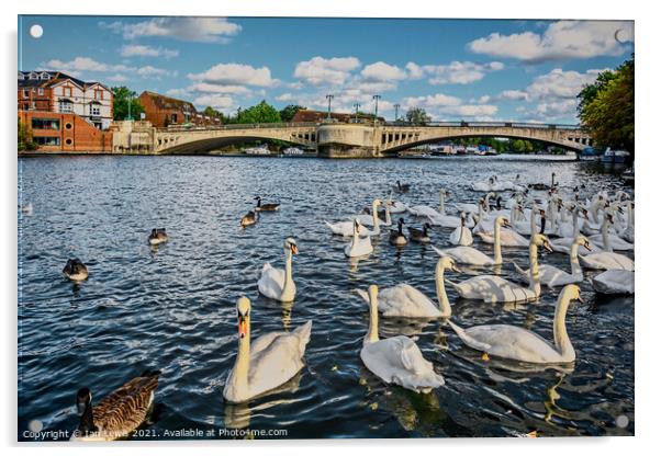 Swans by Caversham Bridge in Reading Acrylic by Ian Lewis