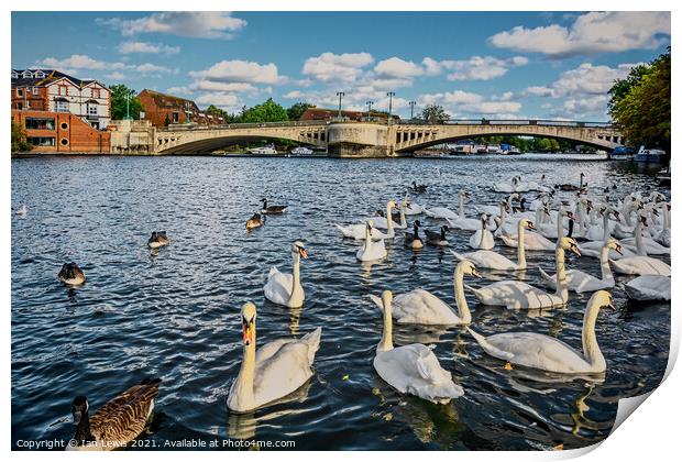 Swans by Caversham Bridge in Reading Print by Ian Lewis