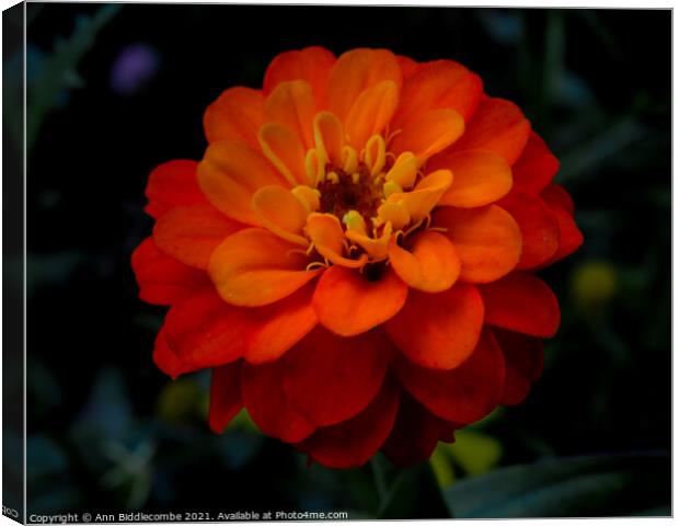 Close up of an Orange flower Canvas Print by Ann Biddlecombe