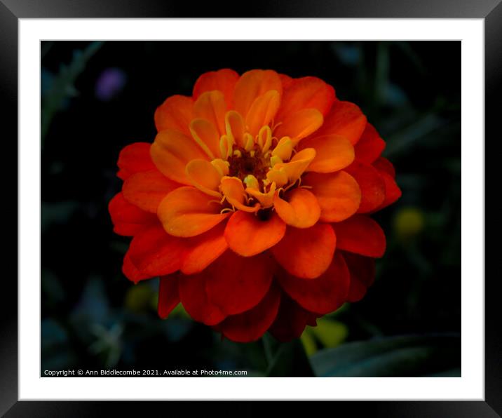 Close up of an Orange flower Framed Mounted Print by Ann Biddlecombe