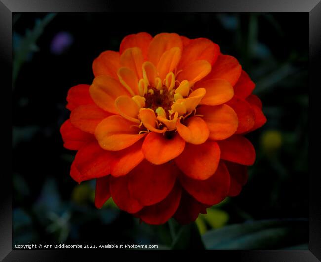 Close up of an Orange flower Framed Print by Ann Biddlecombe