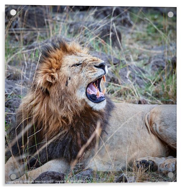 Mara Lion Acrylic by Graham Prentice