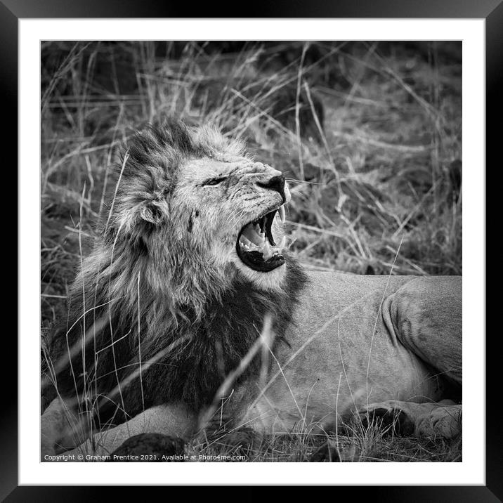 Mara Lion Framed Mounted Print by Graham Prentice