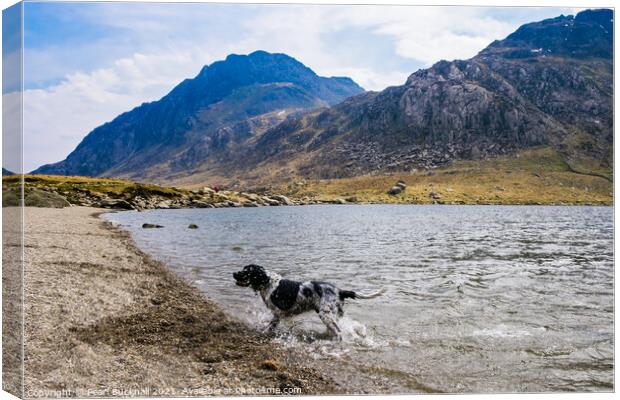 Springer Spaniel in Llyn Idwal Snowdonia Canvas Print by Pearl Bucknall