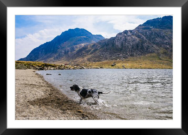 Springer Spaniel in Llyn Idwal Snowdonia Framed Mounted Print by Pearl Bucknall