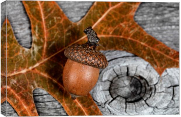Closeup an acorn with leaf and aged wooden planks in background  Canvas Print by Thomas Baker