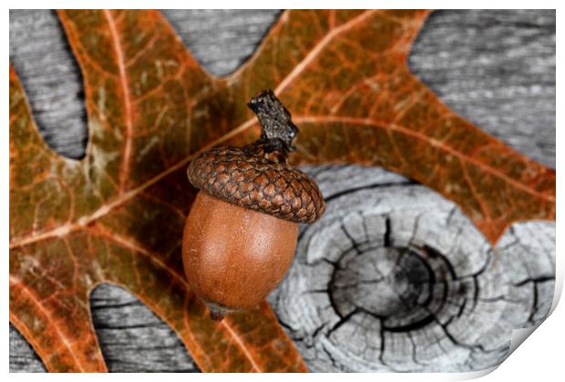 Closeup an acorn with leaf and aged wooden planks in background  Print by Thomas Baker