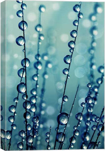 Grass Seed Drops in Blue Canvas Print by Sharon Johnstone