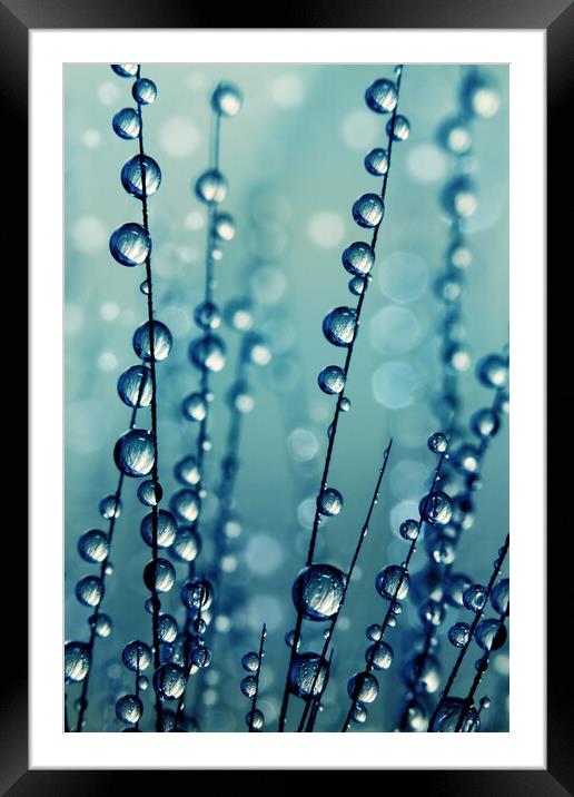 Grass Seed Drops in Blue Framed Mounted Print by Sharon Johnstone