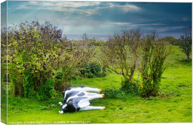 Plastic cow fallen in a storm, Hjerting Esbjerg, Denmark Canvas Print by Frank Bach
