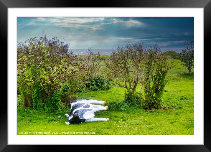 Plastic cow fallen in a storm, Hjerting Esbjerg, Denmark Framed Mounted Print by Frank Bach