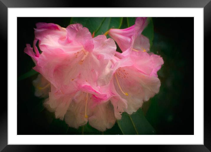 Rhododendron Germania Framed Mounted Print by Jadwiga Piasecka