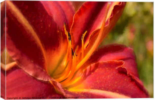 Red Lily Canvas Print by Jadwiga Piasecka
