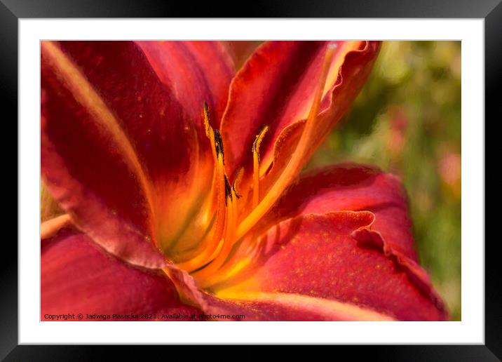 Red Lily Framed Mounted Print by Jadwiga Piasecka
