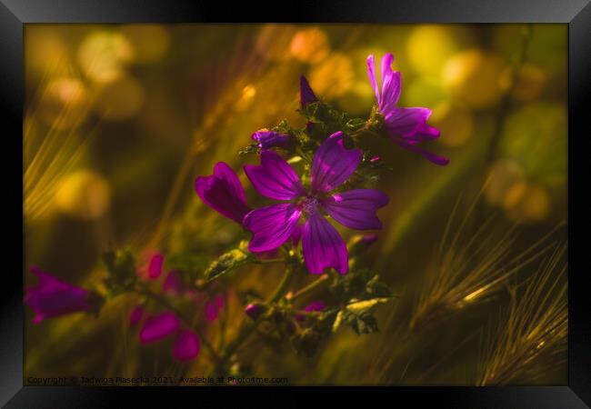 Meadow flower Framed Print by Jadwiga Piasecka