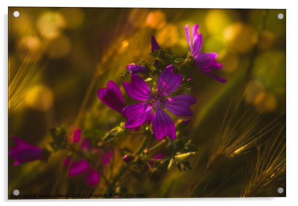 Meadow flower Acrylic by Jadwiga Piasecka