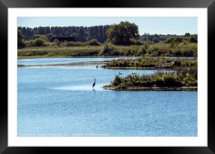 Ripon City Wetlands Framed Mounted Print by Angela Cottingham